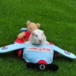 Fairy takes Mr Bear for a test flight (One off, no repeats)