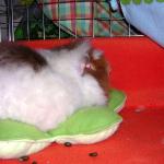 Woolly tests her Flower Futon - yep, definately cosy !