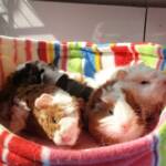 Serena's beloved Puffy's babies - how cute are they !