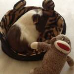 Chanel enjoys his Tiger Piggy Bed with Ears