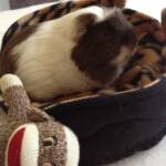 Chanel enjoys his Tiger Piggy Bed with Ears