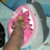 Sherbet loves his Sharkipad !