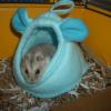 Pog the dwarf hamster relaxes in his Mini Mousey/Hammy Crash Pad
