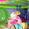 Syrian hamster Luis surveys his super cage from his Maxi Mousey/Hammy Crash Pad !