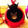 Tinsel in her Mini Mousey Ladybird !
