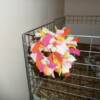 Suzanne's Easter Raggy Garland